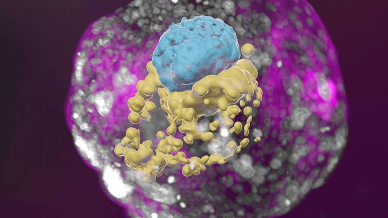 Scientists grow human embryo models from stem cells