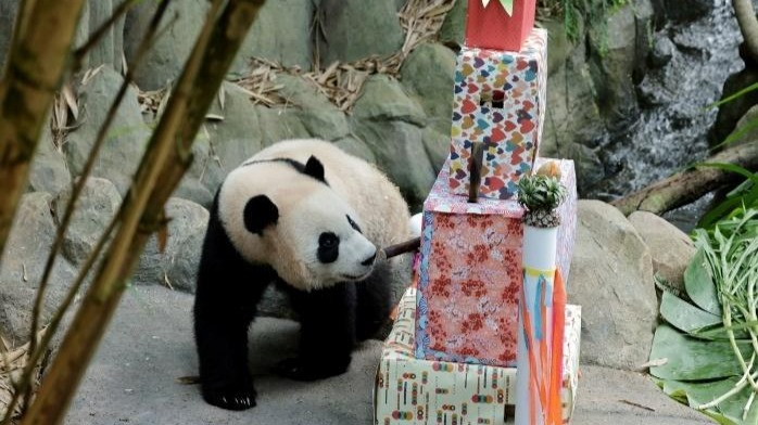 Singapore’s giant panda cub Le Le will move into China’s Panda Conservation Programme in December