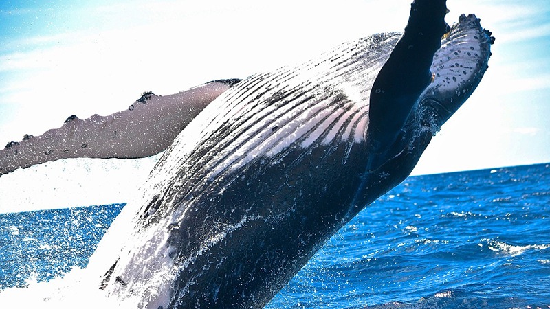 One dies after whale hits boat off Australia