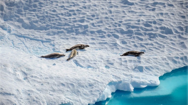 Now Antarctica registers bird flu for first time: Reports