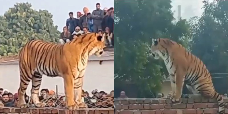 Tigress strays into Uttar Pradesh village in Pilibhit as spectacle draws thousands under the shadow of man-animal conflict  