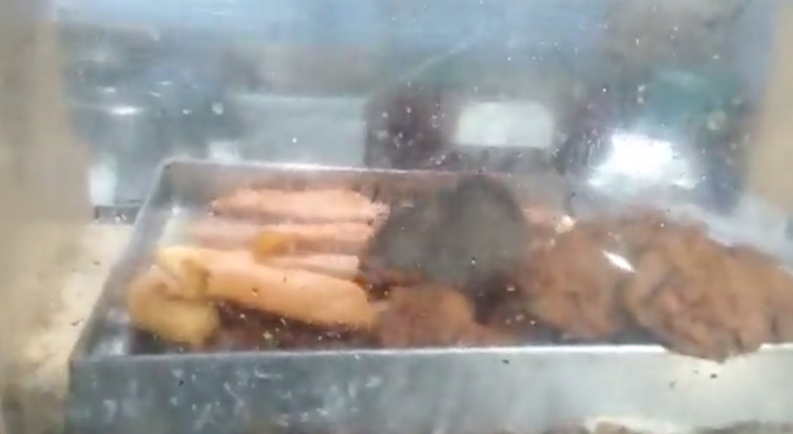 VIRAL: Rodent feasts on fritters inside government hospital canteen in Chennai