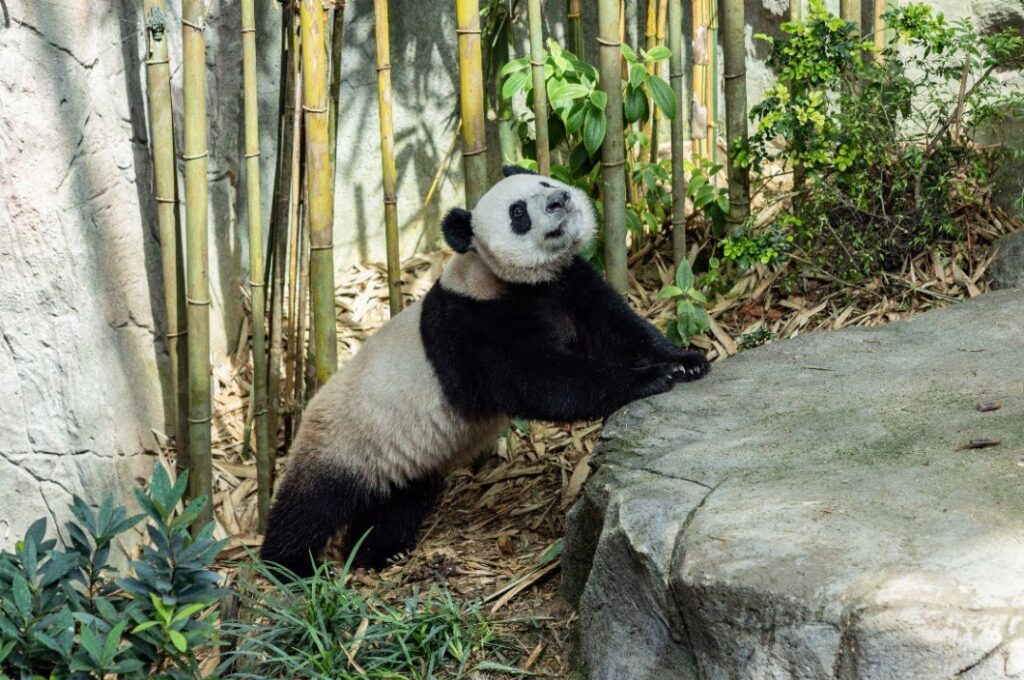 Le Le the giant panda cub
