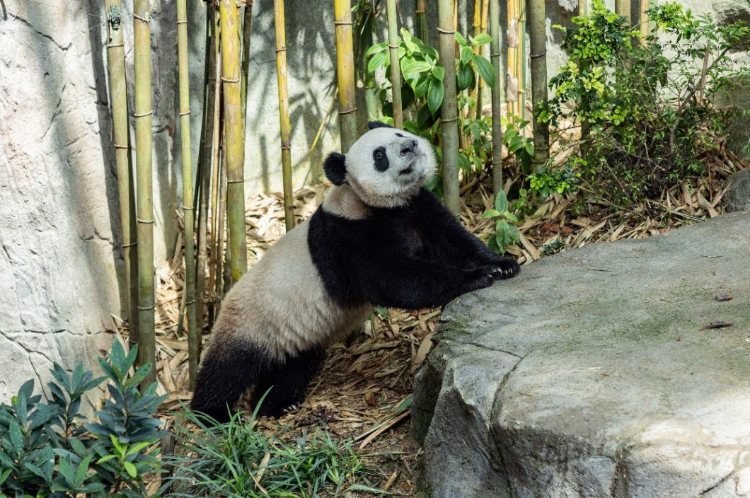 Mandai Wildlife Reserve: Guests turn up to bid farewell to Singapore’s first giant panda cub Le Le before its return to China