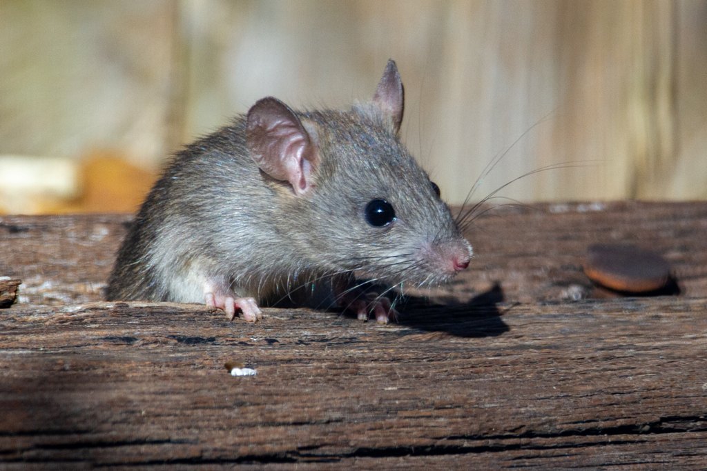 WATCH: Rats create havoc at hospitals in Uttar Pradesh’s Rampur and Aligarh