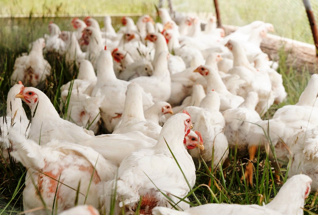 Yearly, millions of birds are culled due to avian flu