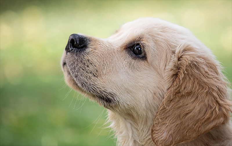 South Korea passes bill to end dog meat trade by 2027
