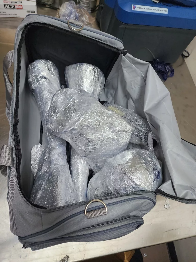 Twenty pieces of rhinoceros horns were found. Photo credit: National Parks Board of Singapore