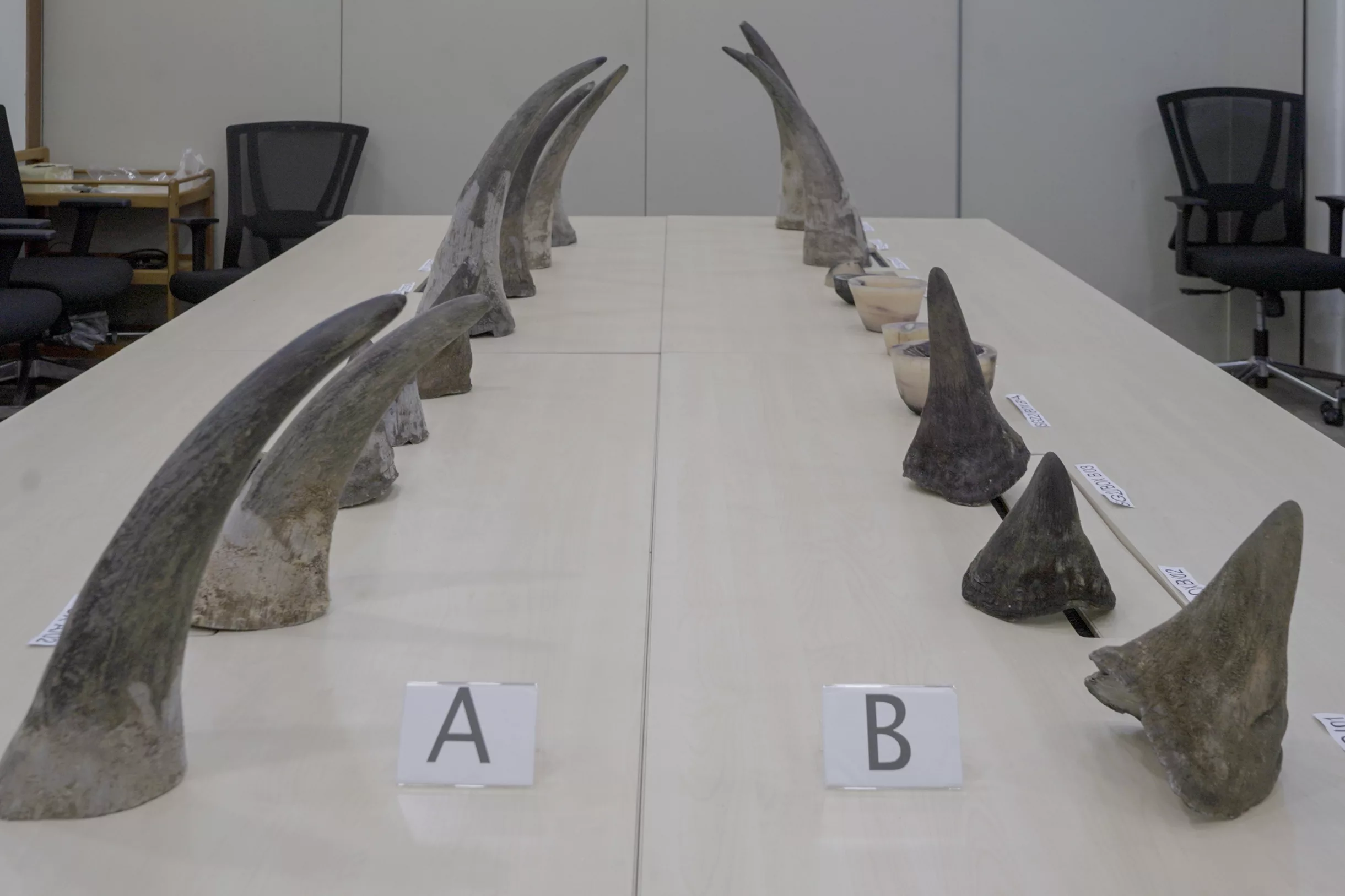 South African man sentenced to 24 months’ imprisonment for smuggling 34.7 kg of rhinoceros horns worth SGD 1.2 million