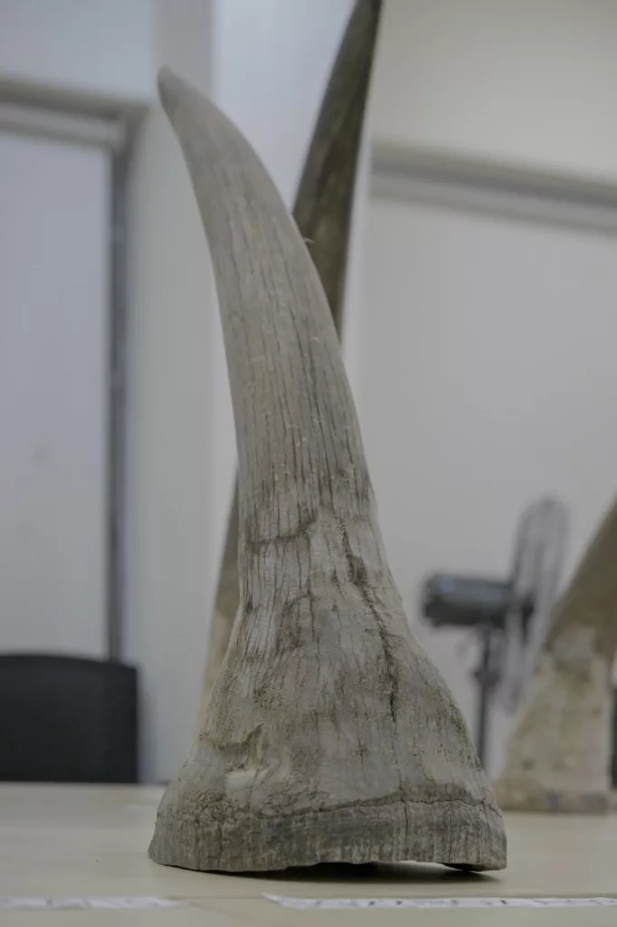 This is the heaviest sentence meted out in Singapore to date for a case involving the smuggling of wildlife parts. Photo credit: National Parks Board of Singapore