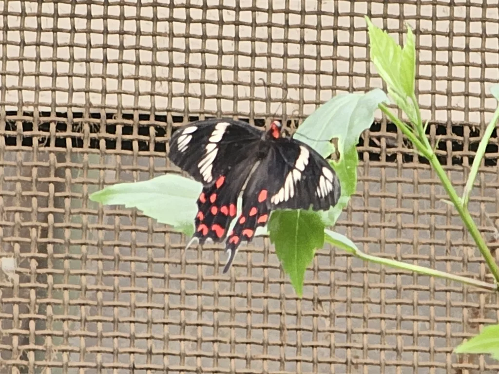 One of the seven different species of the butterfly at the enclosure. Photo: Connected to India