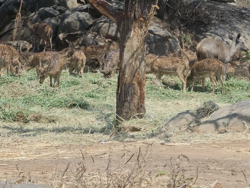 A herd of deer. Photo: Connected to India