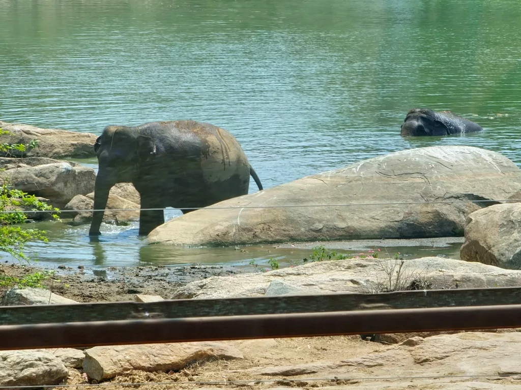 BNP is home to several elephants. Photo: Connected to India