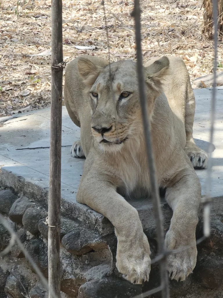 A lioness. Photo: Connected to India