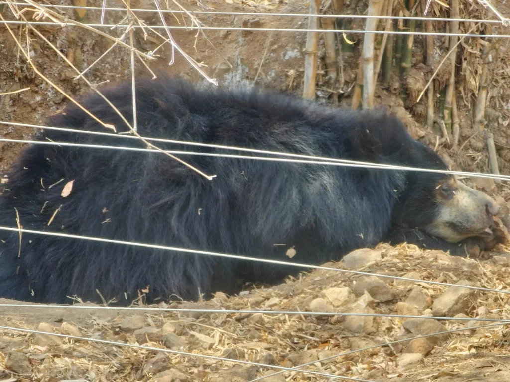 A sloth bear. Photo: Connected to India