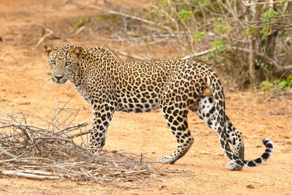 VIRAL: Injured journalist pins down leopard in northern India’s Rajasthan