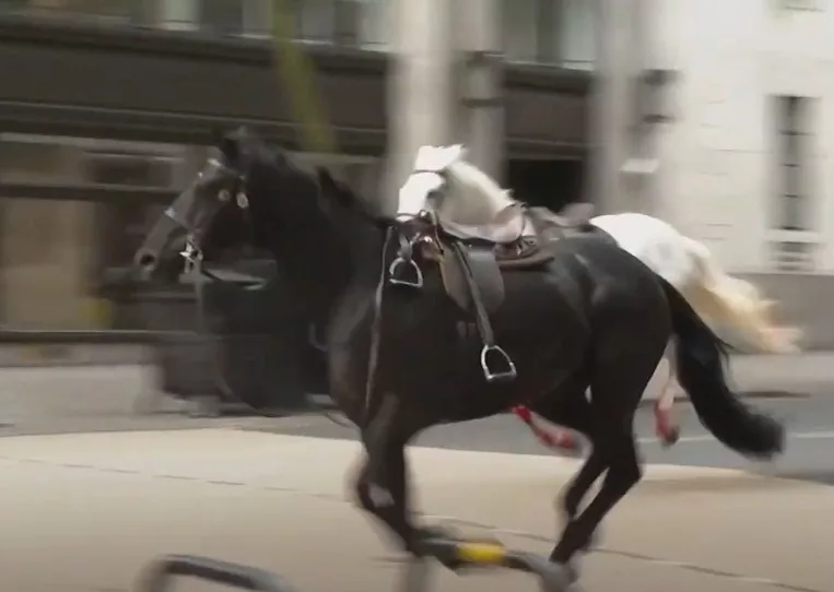 Mayhem as military horses bolt through London streets; Four injured