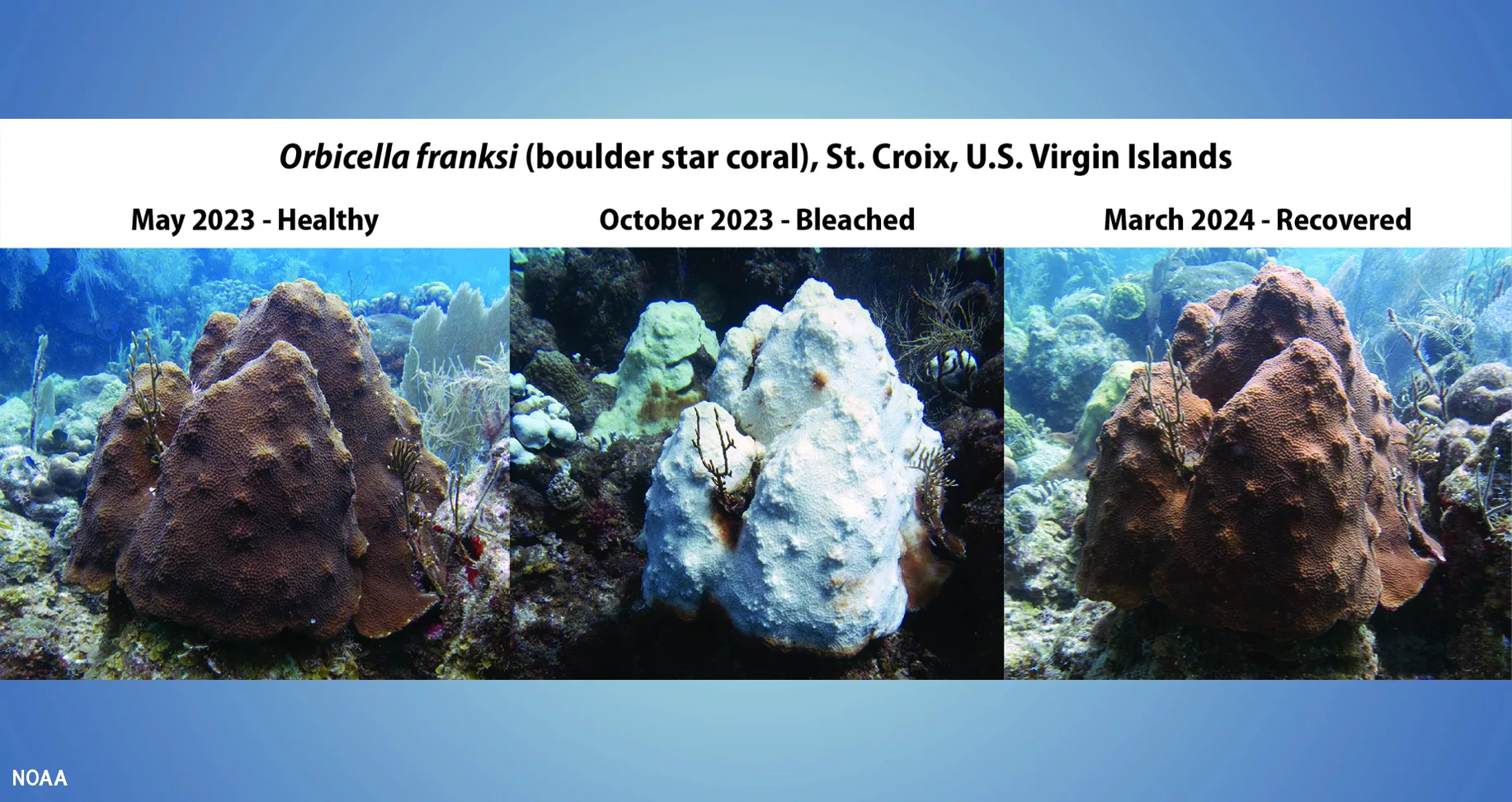 Coral reefs 