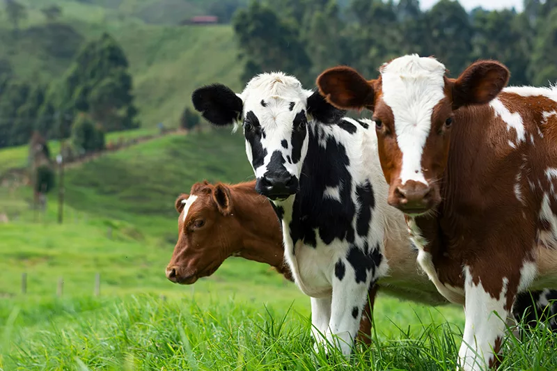 As with the previous two cases (one in Texas, one in Michigan), the person is a dairy farm worker with exposure to infected cows, making this another instance of probable cow-to-person spread.