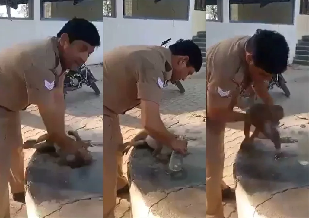 WATCH: Indian cop administers CPR, revives fainting monkey; video goes viral
