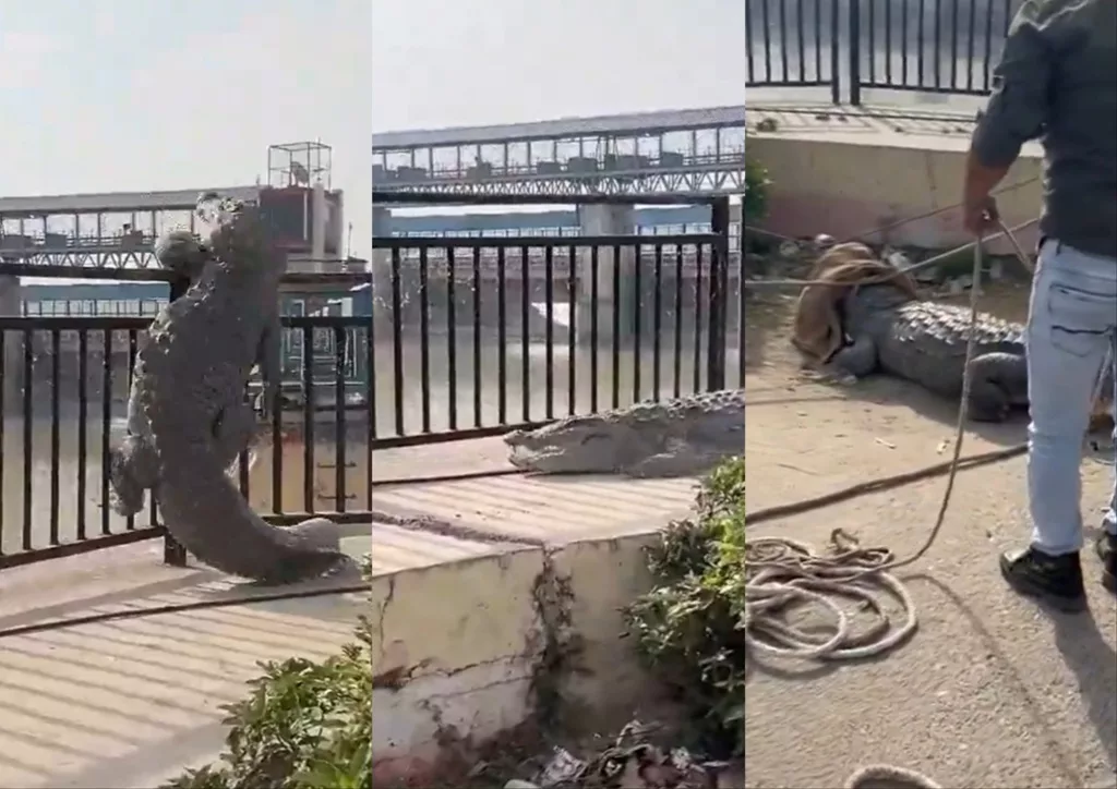 WATCH: 10-ft-long crocodile fails to climb guard railing after straying into locality in northern India, rescued