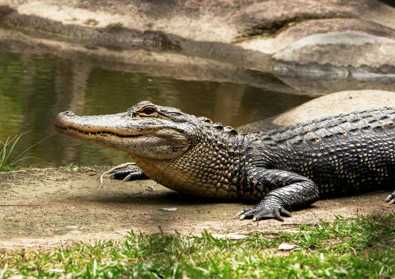 India mother kills son by throwing him in crocodile-infested river