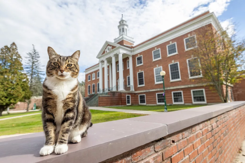 Max Dow the Cat poses for a campus portrait at Vermont State University