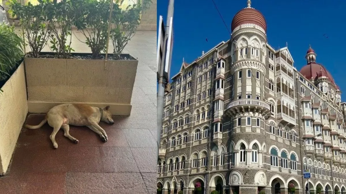 Stray dog takes nap at Taj Hotel’s entrance, viral photo draws appreciation for Ratan Tata