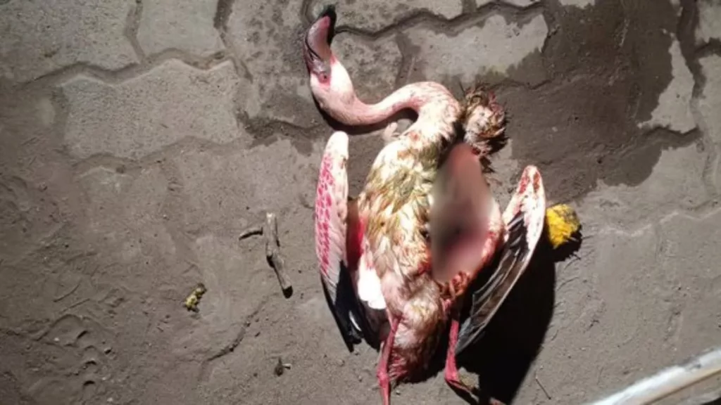 A flamingo carcass. Photo courtesy: Free Press Journal