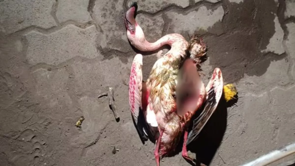 Mid-air collision with aircraft kills over 25 flamingos in Mumbai