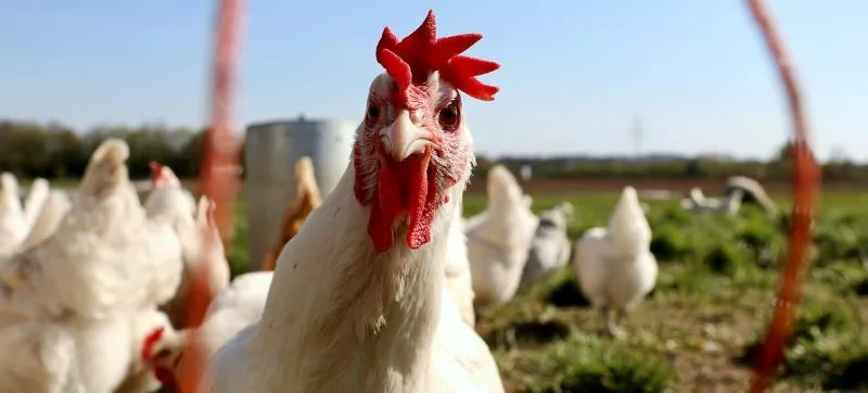 WHO chief says no sign yet of H5N1 bird flu spreading between humans