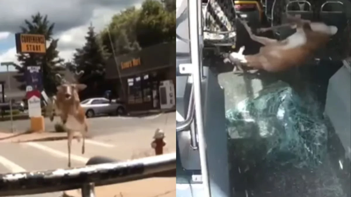 WATCH: Speeding deer jumps, hits windscreen and crashes into moving bus in the US; dies