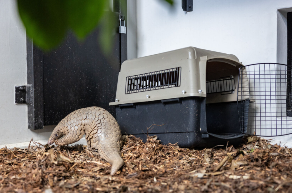 Berani the Sunda pangolin