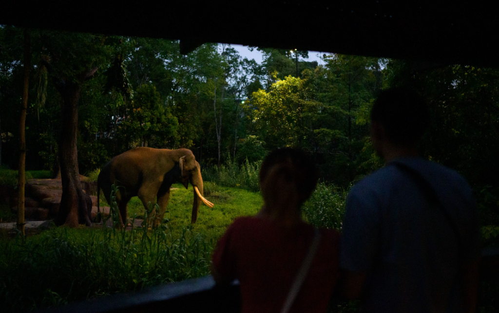 Chawang, the iconic bull elephant