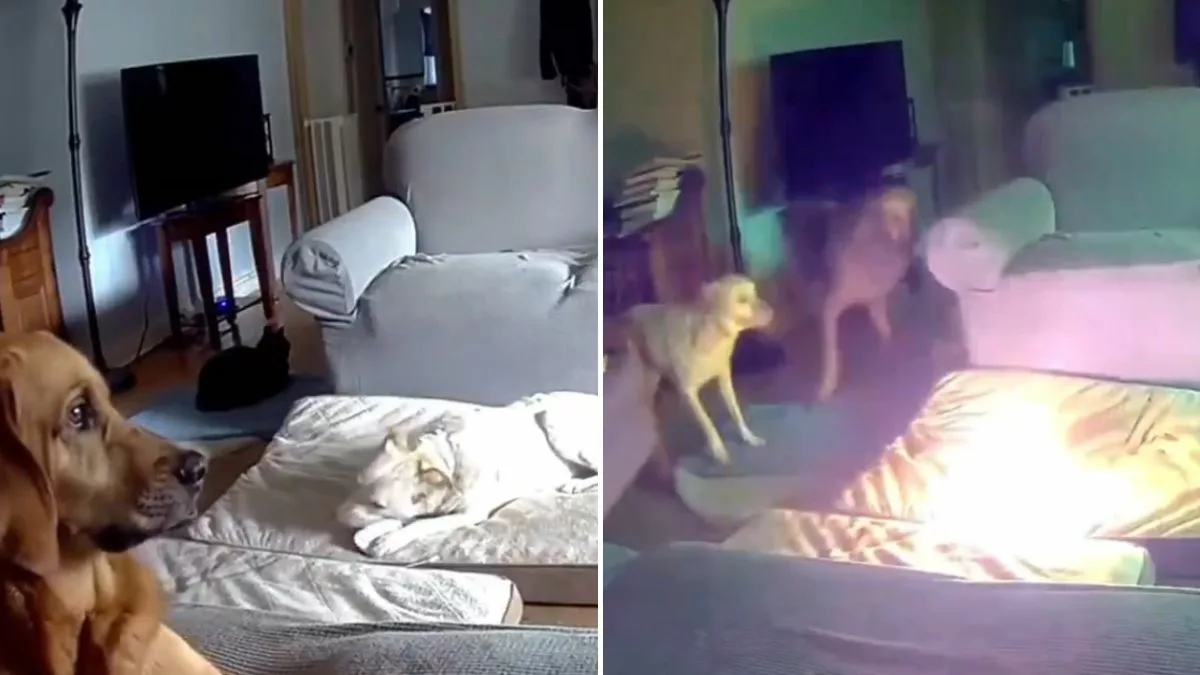 WATCH: Pets have lucky escape after battery a canine was chewing into catches fire in US home