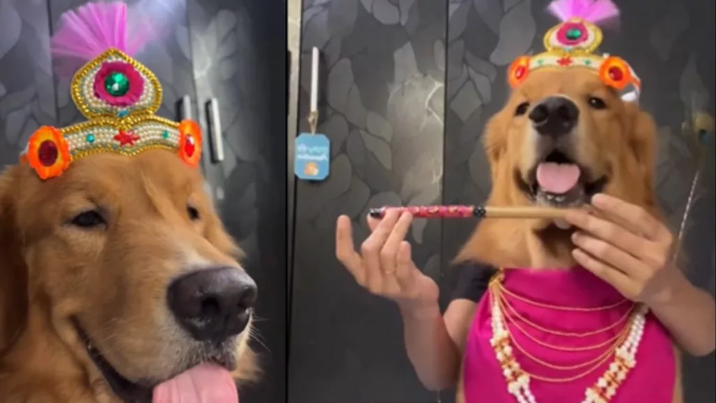 Joy the golden retriever dressed up as baby Krishna