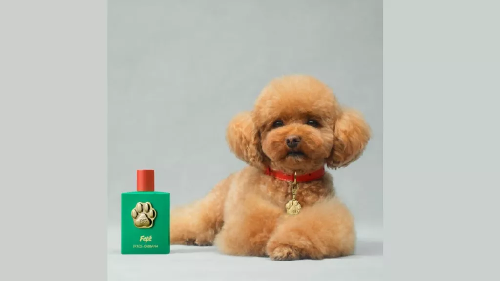 The new dog perfume by Dolce & Gabbana. Photo courtesy: Free Press Journal
