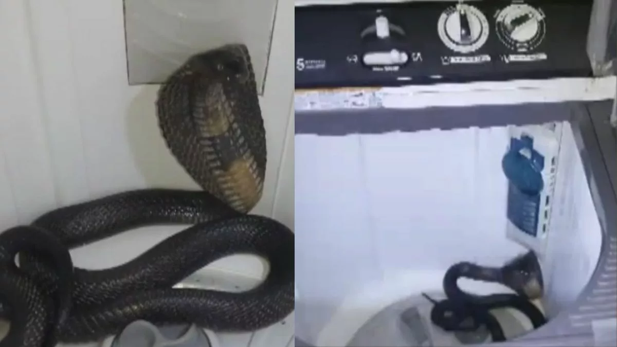 WATCH: Venomous snake found inside washing machine in India’s Rajasthan, rescued