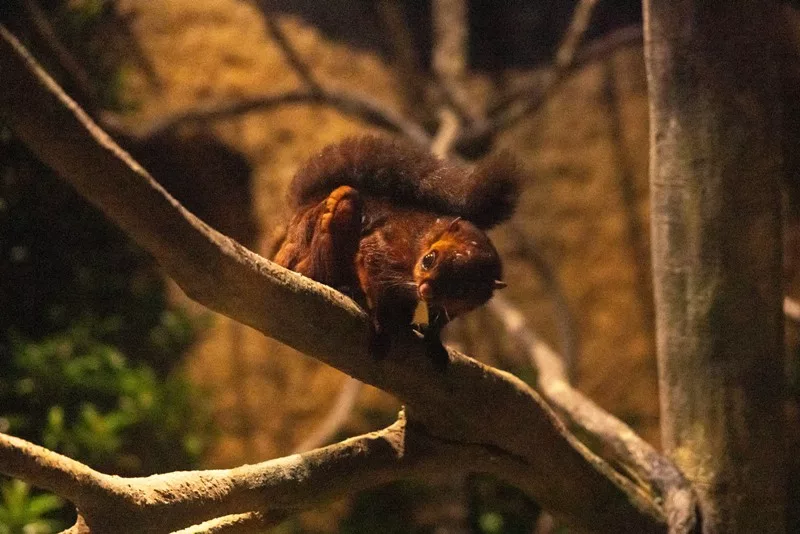 Spotted giant flying squirrel