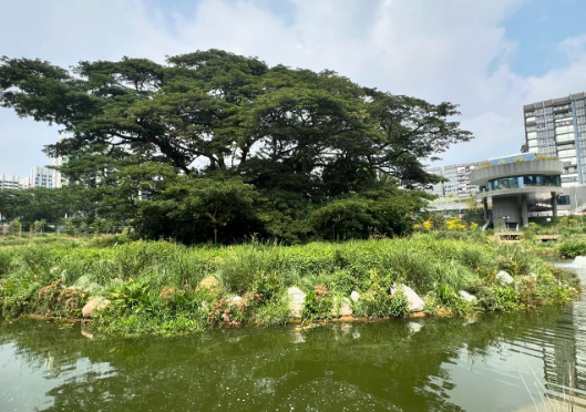 Nature and people are meant to co-exist in the Bidadari estate