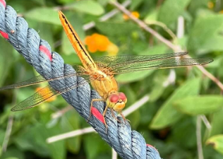 Dragonflies at the new Bidadari Park