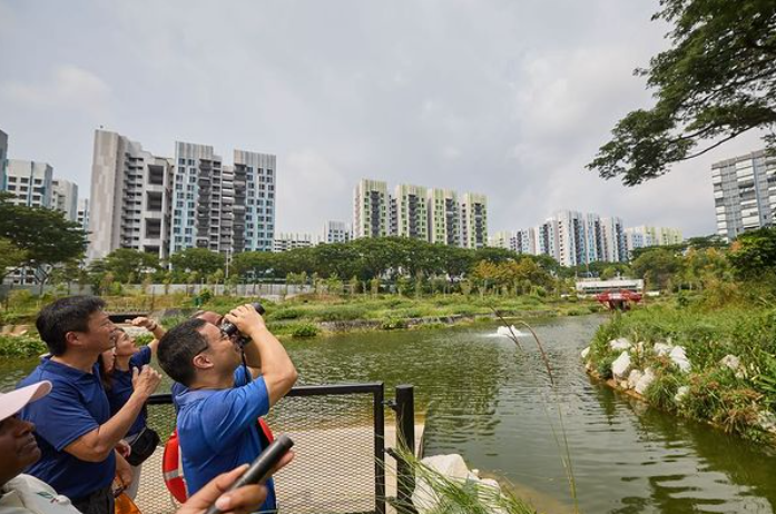 Birdwatching in new Bidadari Park