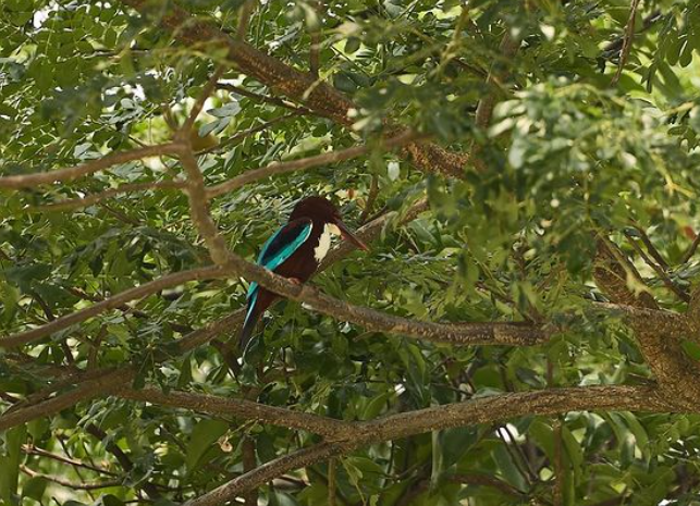 Bidadari Park biodiversity