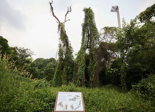 Signage on bird species in the new Bidadari Park