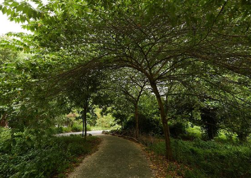 Path within new Bidadari Park