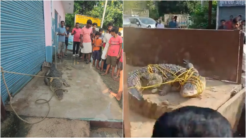 Fortunately, no one was harmed and the crocodile was rescued safely. Photo courtesy: Free Press Journal
