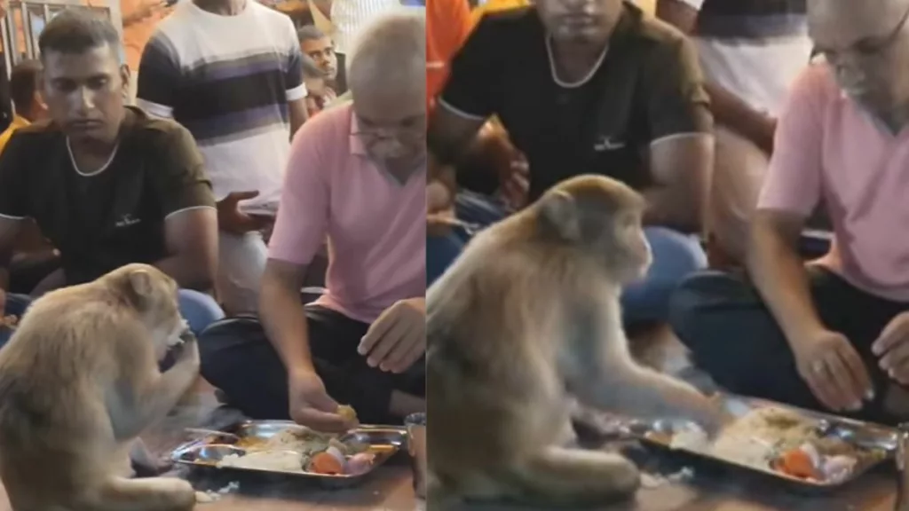 The monkey eating the food from the elderly man's plate. Photo courtesy: Free Press Journal
