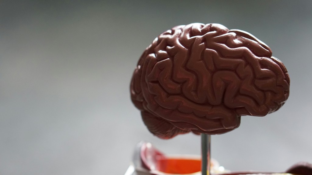 Alzheimer's disease is caused by accumulation of proteins in brain, which is thought to cause cell death, while vascular dementia is caused by damage to brain's blood vessels. Photo courtesy: Unsplash
