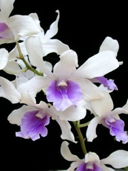 Dendrobium Hybrid orchid