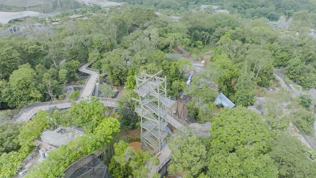 Leap from 20m – the highest point of Rainforest Wild Asia – at Canopy Jump, one of several add-on adventure experiences. Feel the adrenaline of a free fall and take in the stunning rainforest vistas before transitioning safely to the forest floor below. Photo courtesy: Mandai Wildlife Group